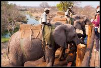 Balade Ã  dos d'Ã©lÃ©phant